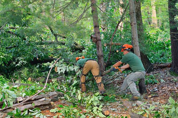 La Harpe, IL Tree Service Company